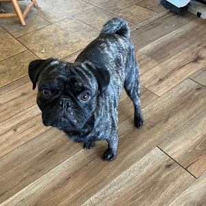 Meet your Posher, Tamra